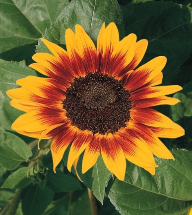 LUTEIN