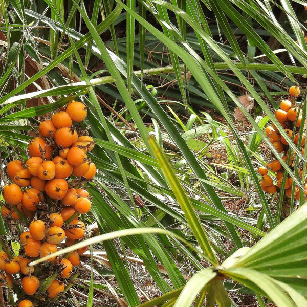 Serenoa Serrulata Fruit Extract