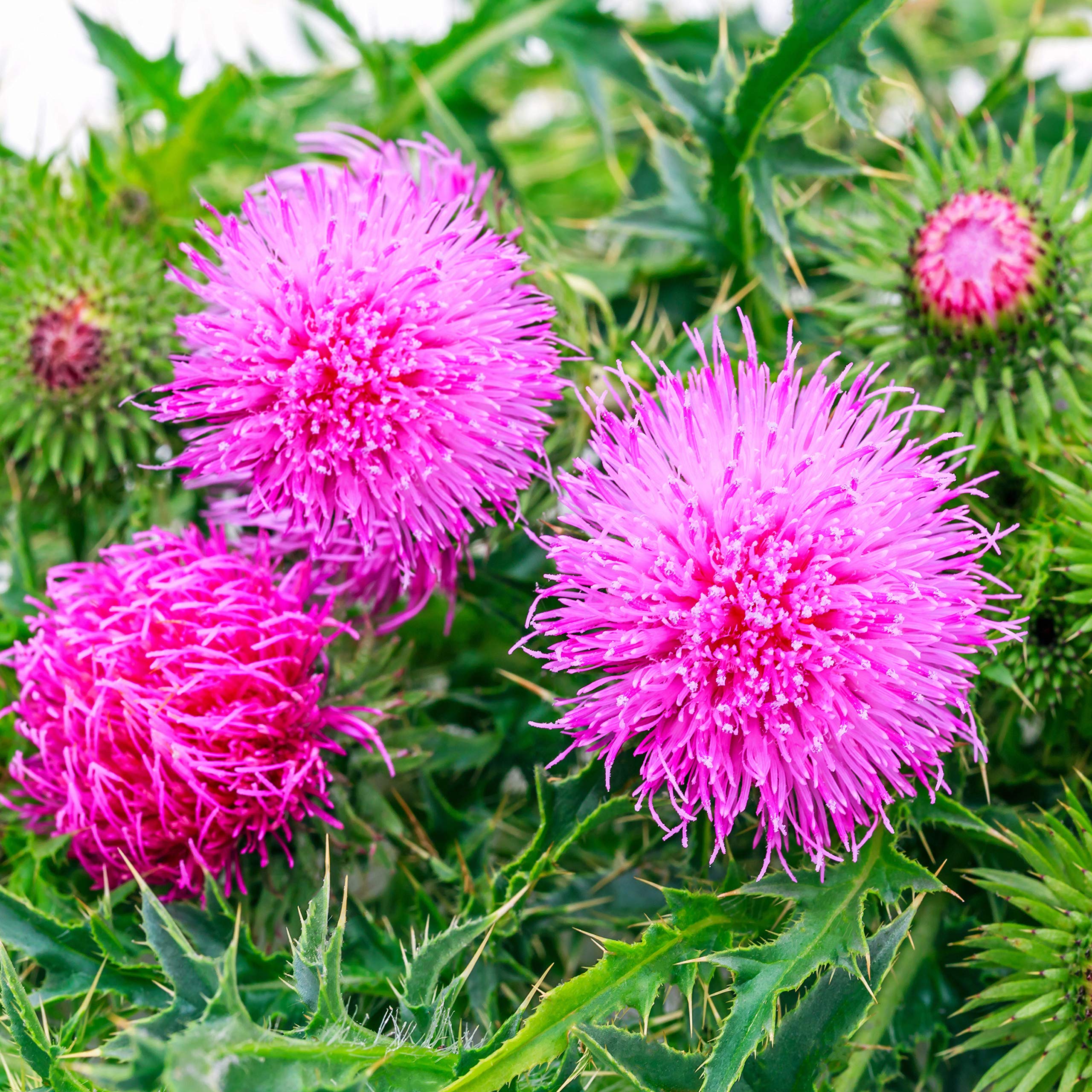 Thistle Seed Extract