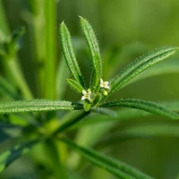 Cleavers Extract
