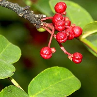Prickly Ash Bark