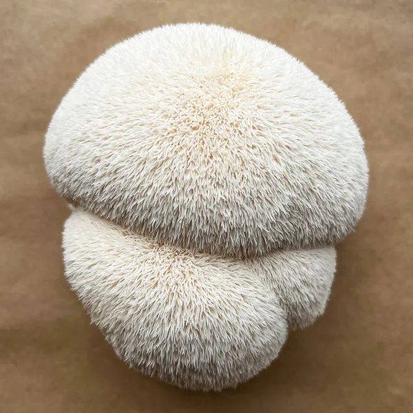 LION MANE MUSHROOM
