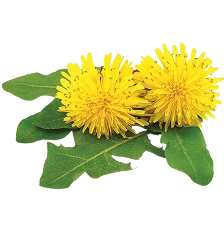 Dandelion Extract