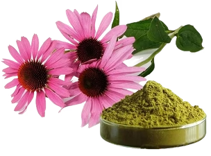 Echinacea Purpurea Extract